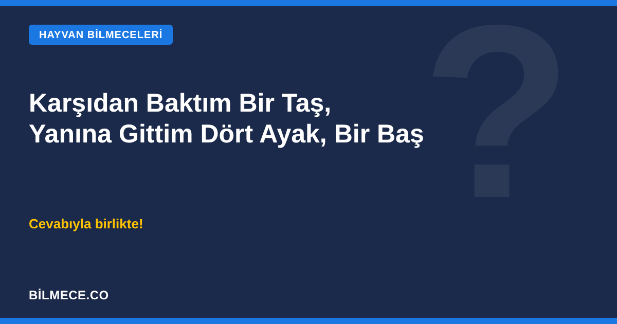 Karşıdan baktım bir taş, yanına gittim dört ayak bir baş bilmecesi - kaplumbağa